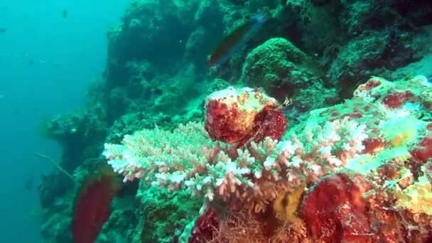 Солдат-отшельник краб на фоне кораллов под водой на Мальдивах . — стоковое видео