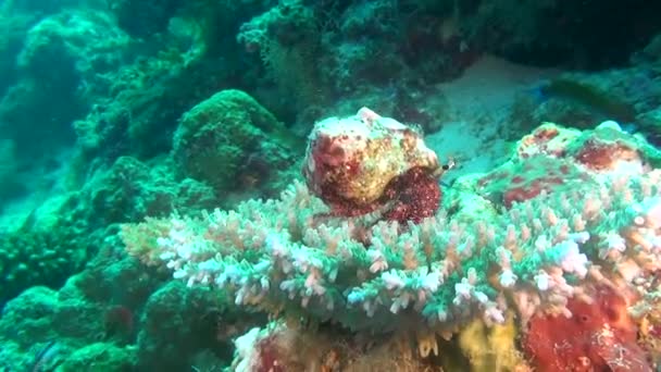 Hermit Cancer Soldier Crab on background of corals underwater in Maldives. — Stock Video