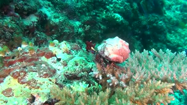 Rakovina voják poustevníček na pozadí korály pod vodou v Maledivách. — Stock video