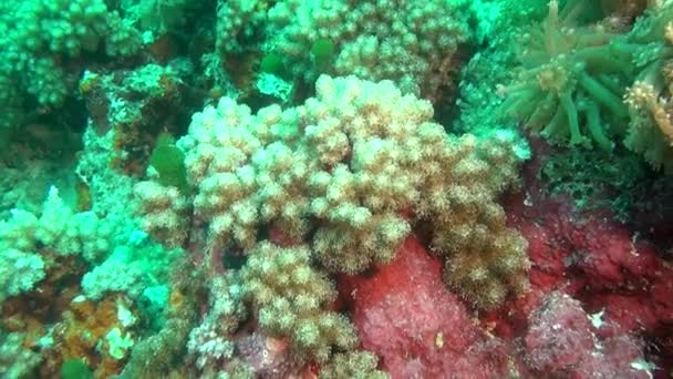 Sasanka a měkkých korálů zelených na čisté jasné mořské dno pod vodou z Malediv. — Stock video