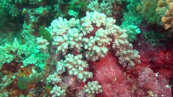 Anemone and soft green coral on clean clear seabed underwater of Maldives. — Stock Video