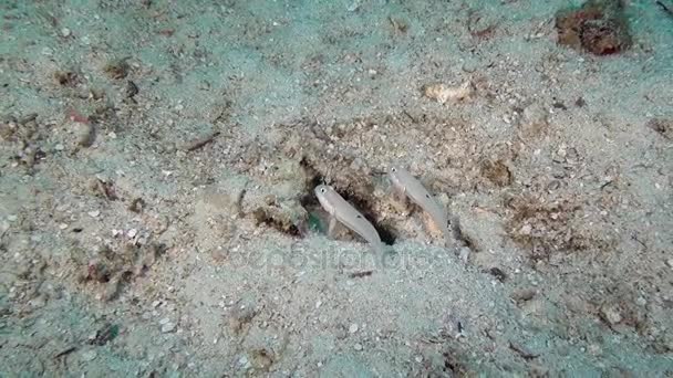 Poissons de Gobie sur fond de fonds marins clairs sous-marins des Maldives . — Video