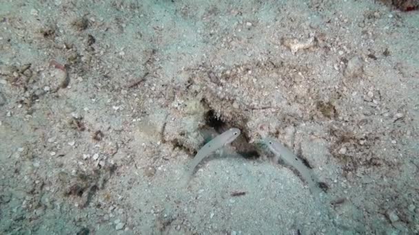 Grundfische vor dem Hintergrund des klaren Meeresbodens der Malediven. — Stockvideo