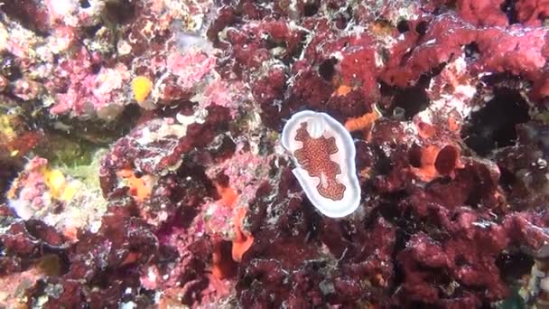 Nudibranch Slug Sea Mollusc no fundo do fundo do mar subaquático em Maldivas . — Vídeo de Stock