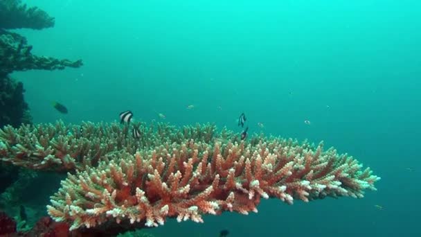 モルディブの海で背景色鮮やかなサンゴを水中に魚の群れ. — ストック動画