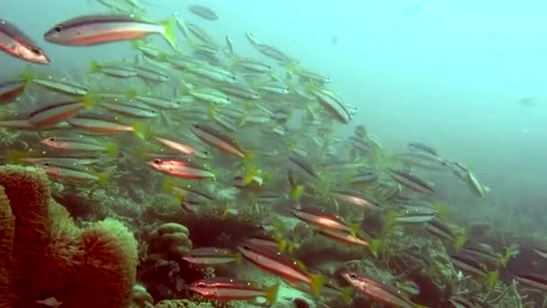 Fischschwärme auf Hintergrund bunte Korallen unter Wasser im Meer der Malediven. — Stockvideo