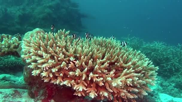 School of fish on background colorful corals underwater in sea of Maldives. — Stock Video
