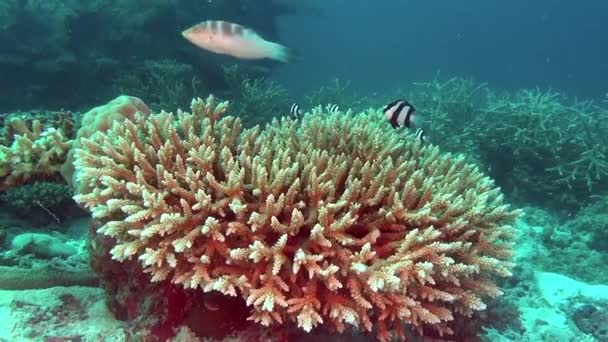 Escuela de peces sobre fondo coloridos corales bajo el agua en el mar de Maldivas . — Vídeo de stock