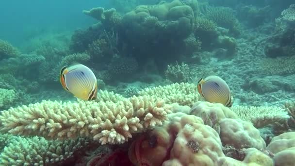 몰디브의 수 중 분명 해저의 배경에 천사 물고기. — 비디오