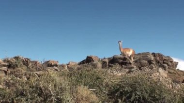 Çok lama egzotik memeli vahşi hayvan Patagonya Andes Dağları.