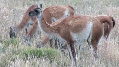 Çok lama egzotik memeli vahşi hayvan Patagonya Andes Dağları.