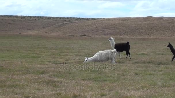 Alpaca exotic mammal wild animal in Andes mountains of Patagonia. — Stock Video