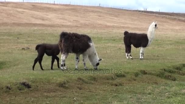 Alpaka exotických savců divoké zvíře v Andách Patagonie. — Stock video