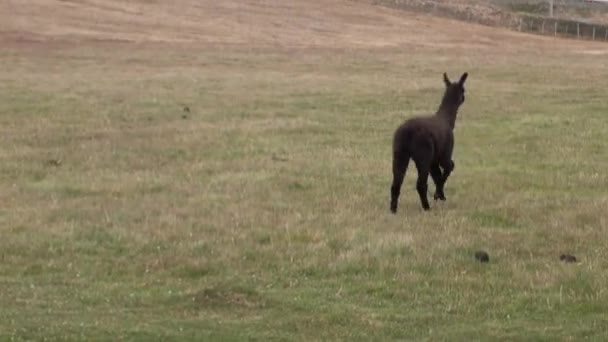 Schwarzes Alpaka exotisches Säugetier Wildtier in den Bergen Patagoniens. — Stockvideo