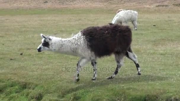 Alpaga mammifère exotique animal sauvage dans les Andes montagnes de Patagonie . — Video