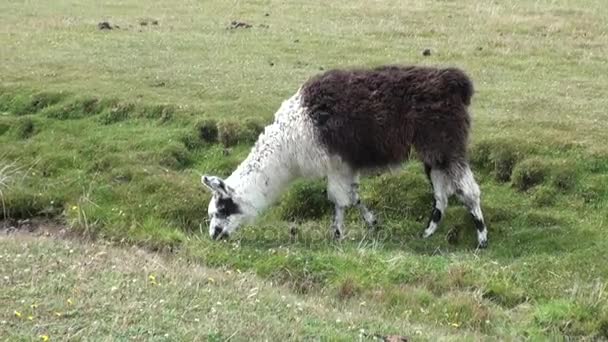 Alpaca exotische zoogdieren wilde dieren in de bergen van de Andes van Patagonië. — Stockvideo