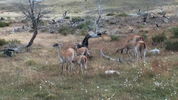 Fiatal egy Guanaco láma egzotikus emlős vadon élő állatok szar tej-Patagonia. — Stock videók