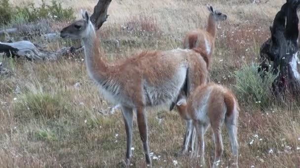 Unga en Guanaco lama exotiska däggdjur vilda djur suger mjölk i Patagonien. — Stockvideo