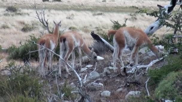 Guanaco lama animal salvaje mamífero exótico en los Andes montañas de la Patagonia . — Vídeo de stock