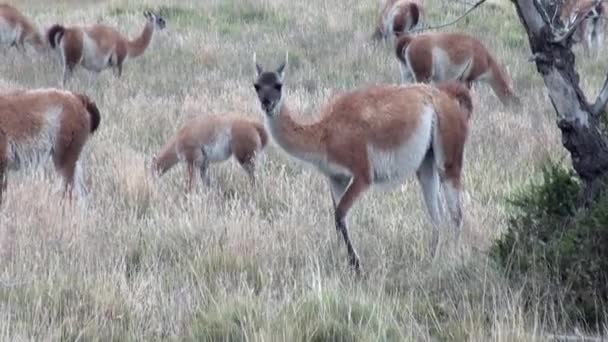 Guanaco Lama exotisches Säugetier Wildtier in den Anden-Bergen Patagoniens. — Stockvideo