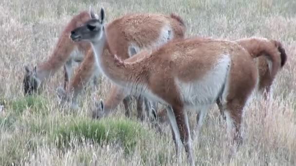 Guanaco lama animal salvaje mamífero exótico en los Andes montañas de la Patagonia . — Vídeo de stock