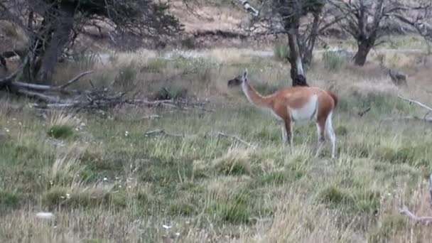 Guanaco lama exotische zoogdieren wilde dieren in de bergen van de Andes van Patagonië. — Stockvideo
