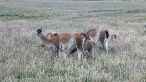 Guanaco lama exotiska däggdjur vilda djur i Anderna i Patagonien. — Stockvideo