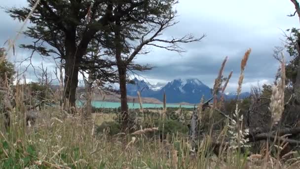 Snötäckta berg på bakgrund av träd och växter på havet kusten i Antarktis. — Stockvideo