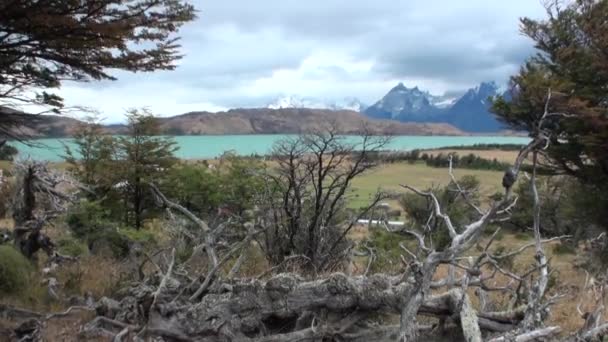 Snowy bjerge på baggrund af træer og planter på havkysten i Antarktis . – Stock-video