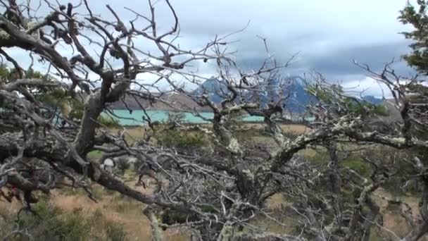 樹木や南極の海の海岸の植物の背景に雪の山. — ストック動画