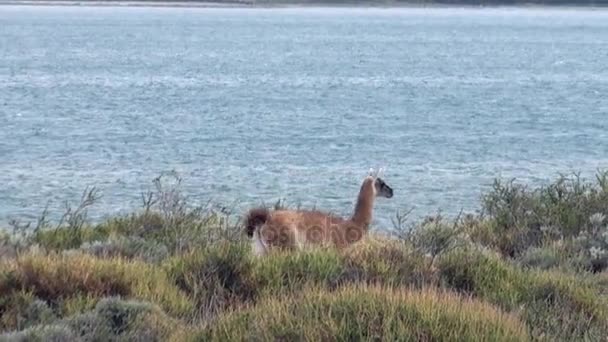 Guanaco lama animal salvaje mamífero exótico en la costa del océano . — Vídeos de Stock