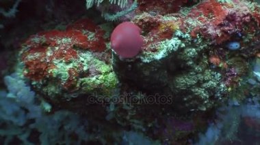 Yaban hayatı Filipinler ocean kırmızı mercan sualtı.