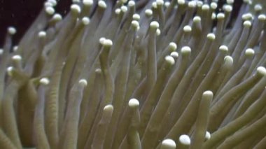 Anemon aktinyum yakın çekim sualtı doğa Filipinler deniz üzerinde yatağı.