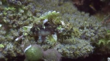 Okyanusu yaban hayatı Türkiye Sualtı fener balığı.