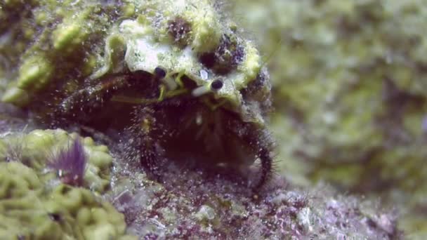 Pagurian in shell underwater on deep sea eats food in ocean of Philippines. — Stock Video