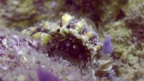 Soldier-crab in shell underwater on deep sea eats food in ocean of Philippines. — Stock Video