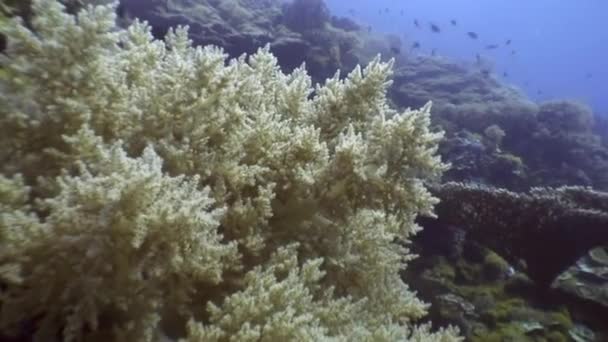 Schwarm bunter Fische unter Wasser in Weichkorallen im Meer der Philippinen. — Stockvideo