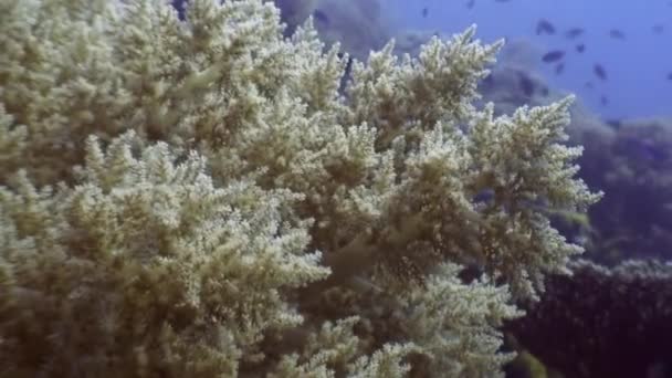 Färgglada fiskstim under vattnet i mjuk korall i havet av Filippinerna. — Stockvideo