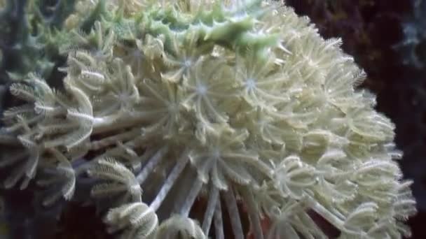 М'який корал під водою в океані дикої природи Філіппіни. — стокове відео
