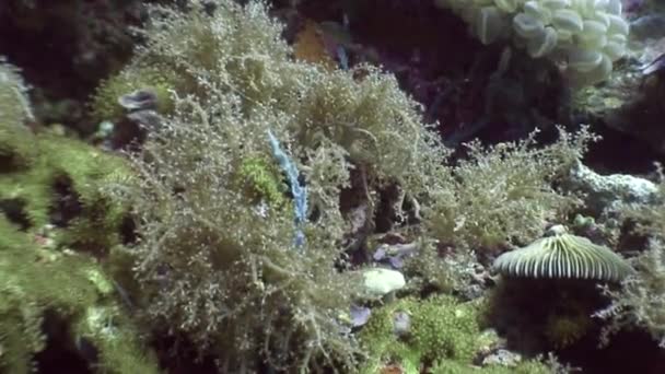 Lágy korall víz alatti élővilág Fülöp-szigetek-óceán. — Stock videók