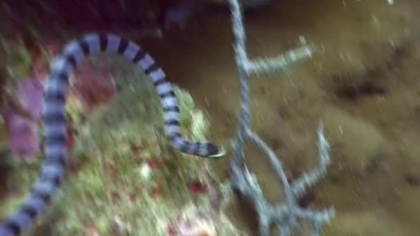 Serpent de mer dans le corail rouge sous-marin dans l'océan de la faune Philippines . — Video