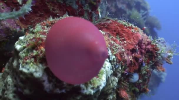 Röd korall under vattnet i havet djurliv Filippinerna. — Stockvideo