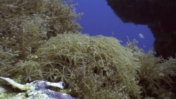 Coral macio subaquático no oceano da vida selvagem Filipinas . — Vídeo de Stock