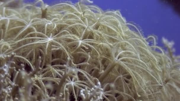 М'який корал під водою в океані дикої природи Філіппіни. — стокове відео