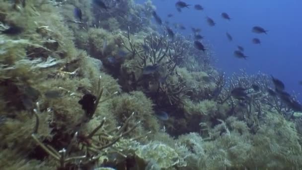 Escola de peixes negros subaquáticos no oceano da vida selvagem Filipinas . — Vídeo de Stock