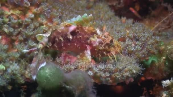 Πεσκαντρίτσα υποβρύχια στον ωκεανό της άγριας ζωής Φιλιππίνες. — Αρχείο Βίντεο