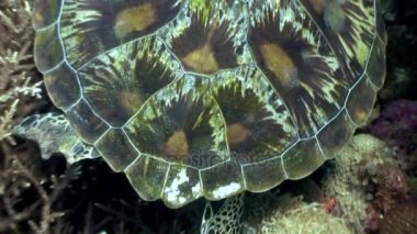 Deniz kaplumbağası renkli mercan sualtı Filipinler ocean arka plan üzerinde.