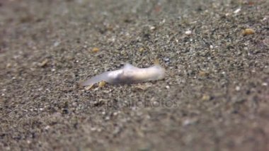 Omurgasızını slug Filipinler ocean kumlu altta temiz temizlemek suda.