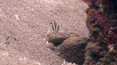 Temiz kumlu alt çizgili balık berrak su, Filipinler ocean.