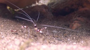 Okyanus Filipinler temiz temizlemek suda kumlu altta karides.